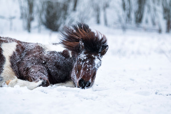 Islandpony wälzst sich im Schnee